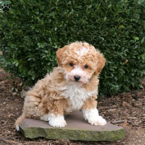 Nutmeg, Bich-Poo Puppy