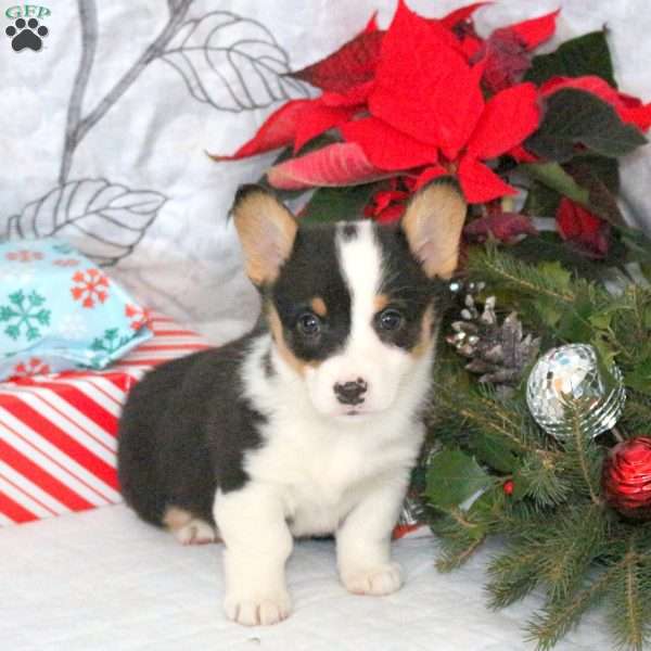 Nutmeg, Pembroke Welsh Corgi Puppy