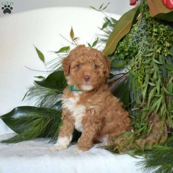 Nutmeg, Mini Goldendoodle Puppy