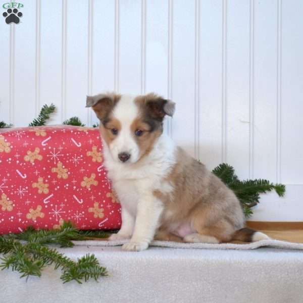 Nutmeg, Sheltie Puppy