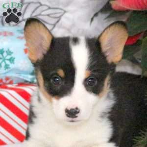 Nutmeg, Pembroke Welsh Corgi Puppy