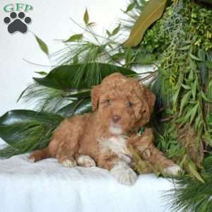 Nutmeg, Mini Goldendoodle Puppy