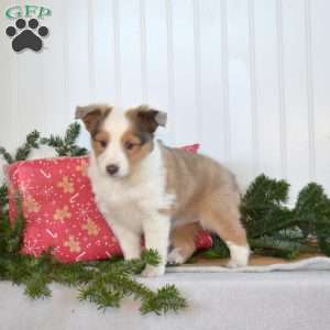 Nutmeg, Sheltie Puppy