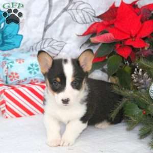Nutmeg, Pembroke Welsh Corgi Puppy