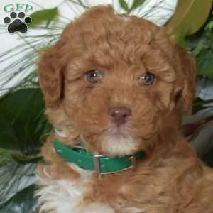 Nutmeg, Mini Goldendoodle Puppy