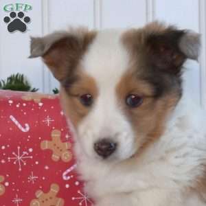 Nutmeg, Sheltie Puppy