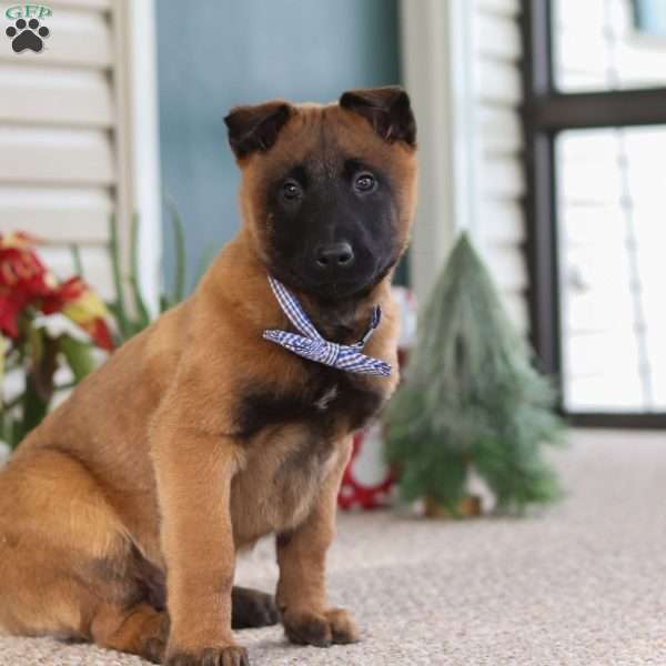 Oakley, Belgian Malinois Puppy