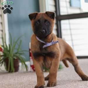 Oakley, Belgian Malinois Puppy