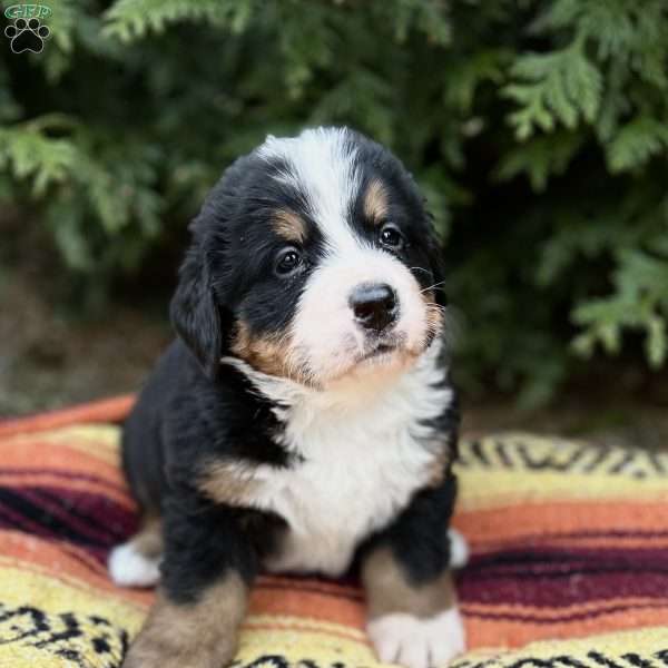 Oakley, Bernese Mountain Dog Puppy