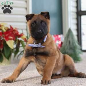 Oakley, Belgian Malinois Puppy