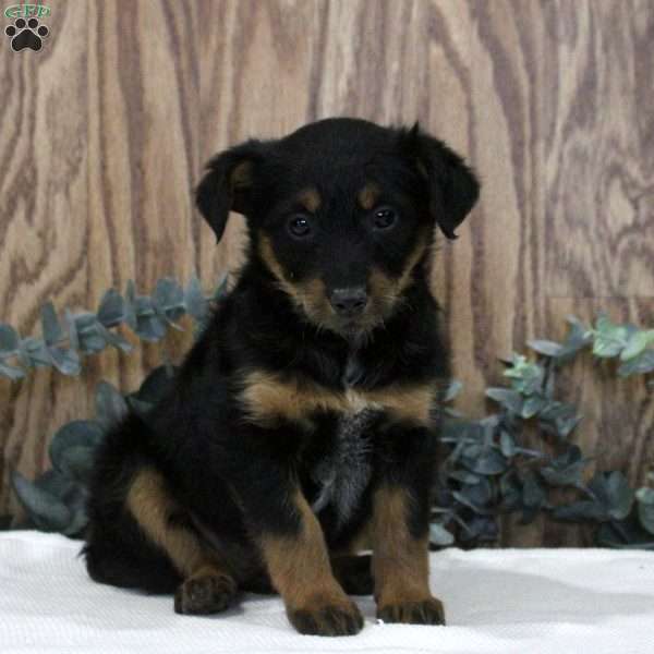Octavia, Blue Heeler Mix Puppy