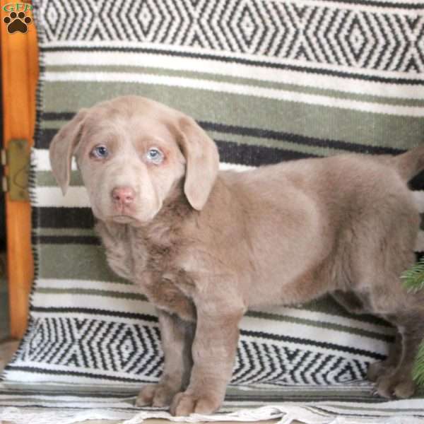 Octavia, Silver Labrador Retriever Puppy