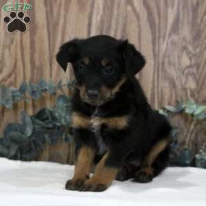 Octavia, Blue Heeler Mix Puppy
