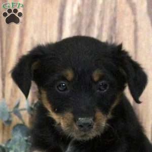 Octavia, Blue Heeler Mix Puppy