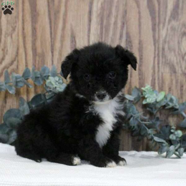 Odette, Blue Heeler Mix Puppy