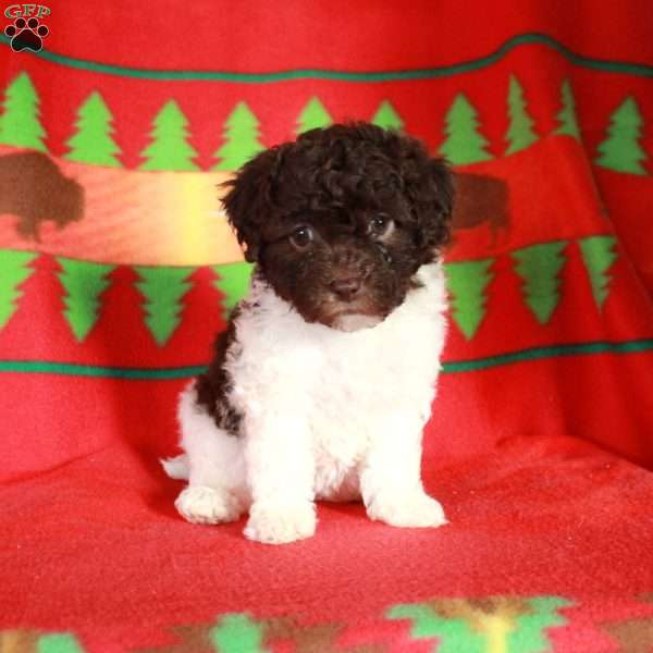 Odette, Havapoo Puppy