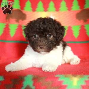 Odette, Havapoo Puppy