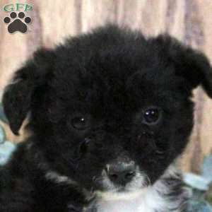 Odette, Blue Heeler Mix Puppy