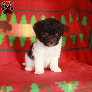 Odette, Havapoo Puppy