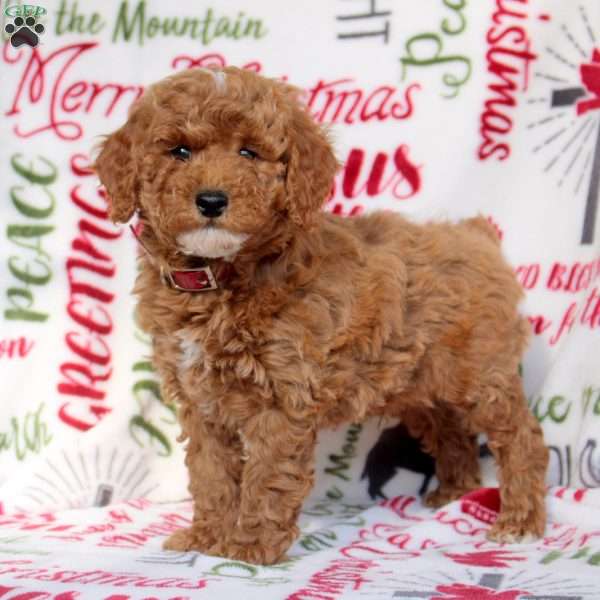 Odin, Miniature Poodle Puppy