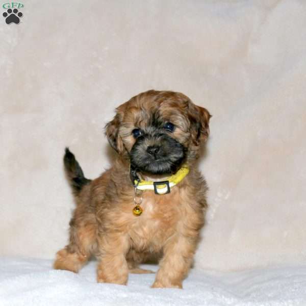 Olin, Cockapoo Puppy