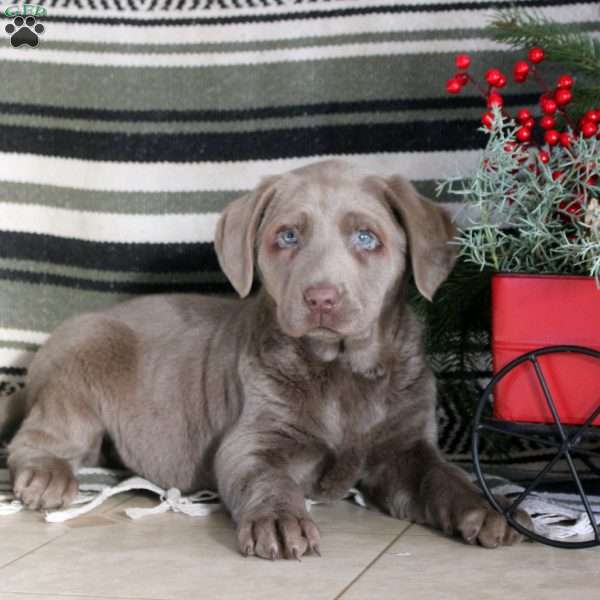 Olive, Silver Labrador Retriever Puppy