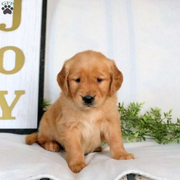 Olive, Golden Retriever Puppy