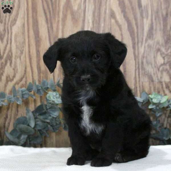 Olive, Blue Heeler Mix Puppy