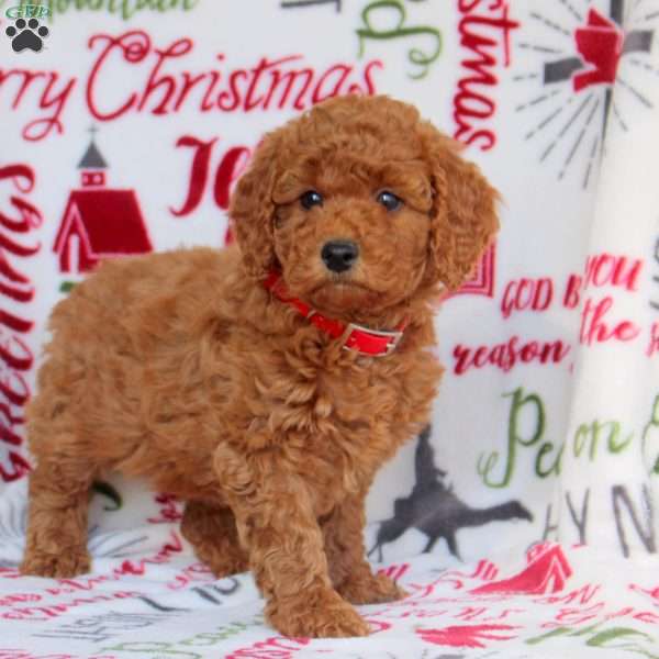 Olive, Miniature Poodle Puppy