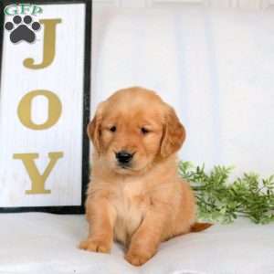 Olive, Golden Retriever Puppy