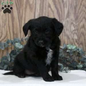 Olive, Blue Heeler Mix Puppy