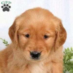 Olive, Golden Retriever Puppy