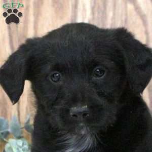 Olive, Blue Heeler Mix Puppy