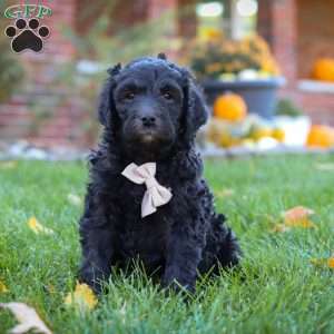 Oliver, Newfypoo Puppy