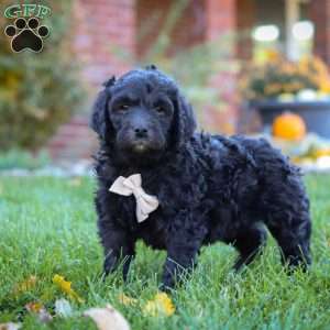 Oliver, Newfypoo Puppy