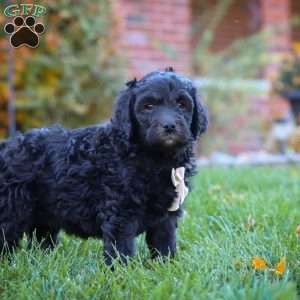 Oliver, Newfypoo Puppy