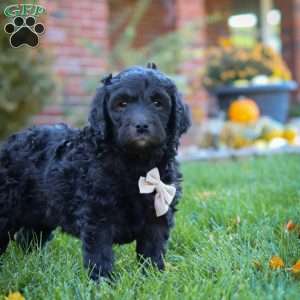 Oliver, Newfypoo Puppy