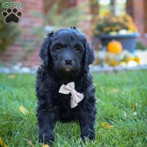 Oliver, Newfypoo Puppy