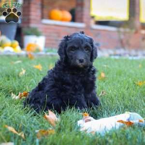 Oliver, Newfypoo Puppy