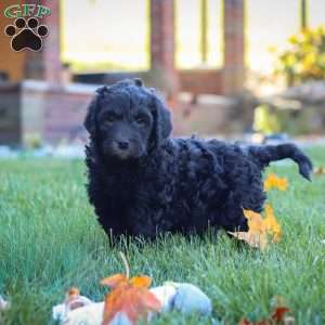 Oliver, Newfypoo Puppy