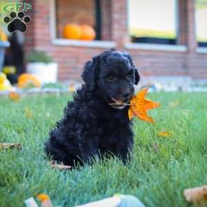 Oliver, Newfypoo Puppy