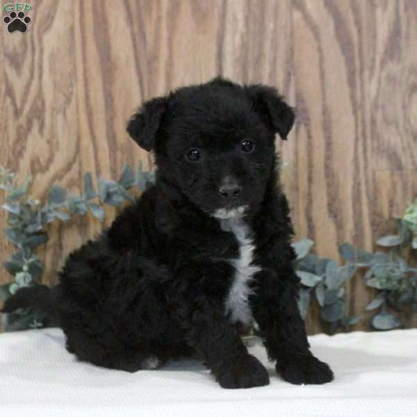 Oliver, Blue Heeler Mix Puppy