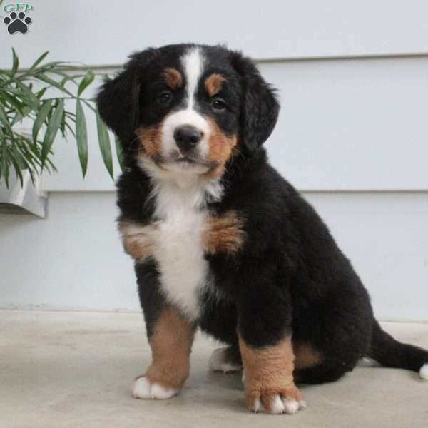 Oliver, Bernese Mountain Dog Puppy