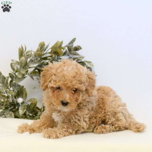 Oliver, Maltipoo Puppy