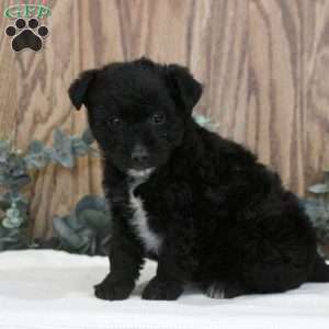 Oliver, Blue Heeler Mix Puppy