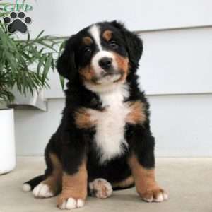 Oliver, Bernese Mountain Dog Puppy