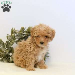 Oliver, Maltipoo Puppy