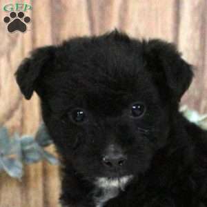 Oliver, Blue Heeler Mix Puppy