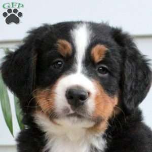 Oliver, Bernese Mountain Dog Puppy
