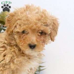 Oliver, Maltipoo Puppy
